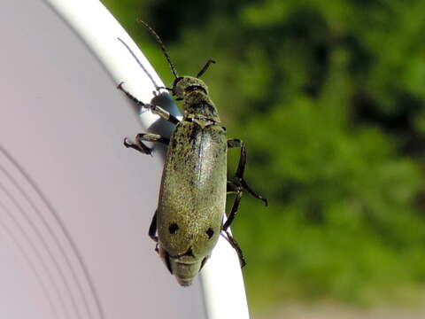 Image of Epicauta (Macrobasis) bipunctata Werner 1958