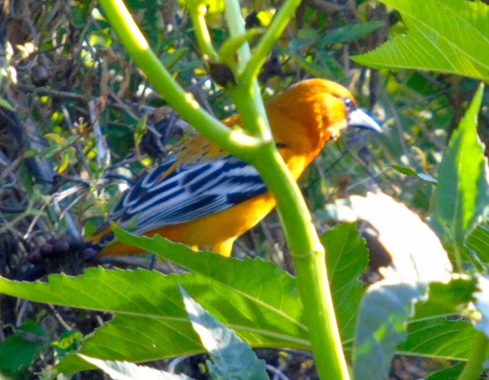 Image de Oriole à dos rayé