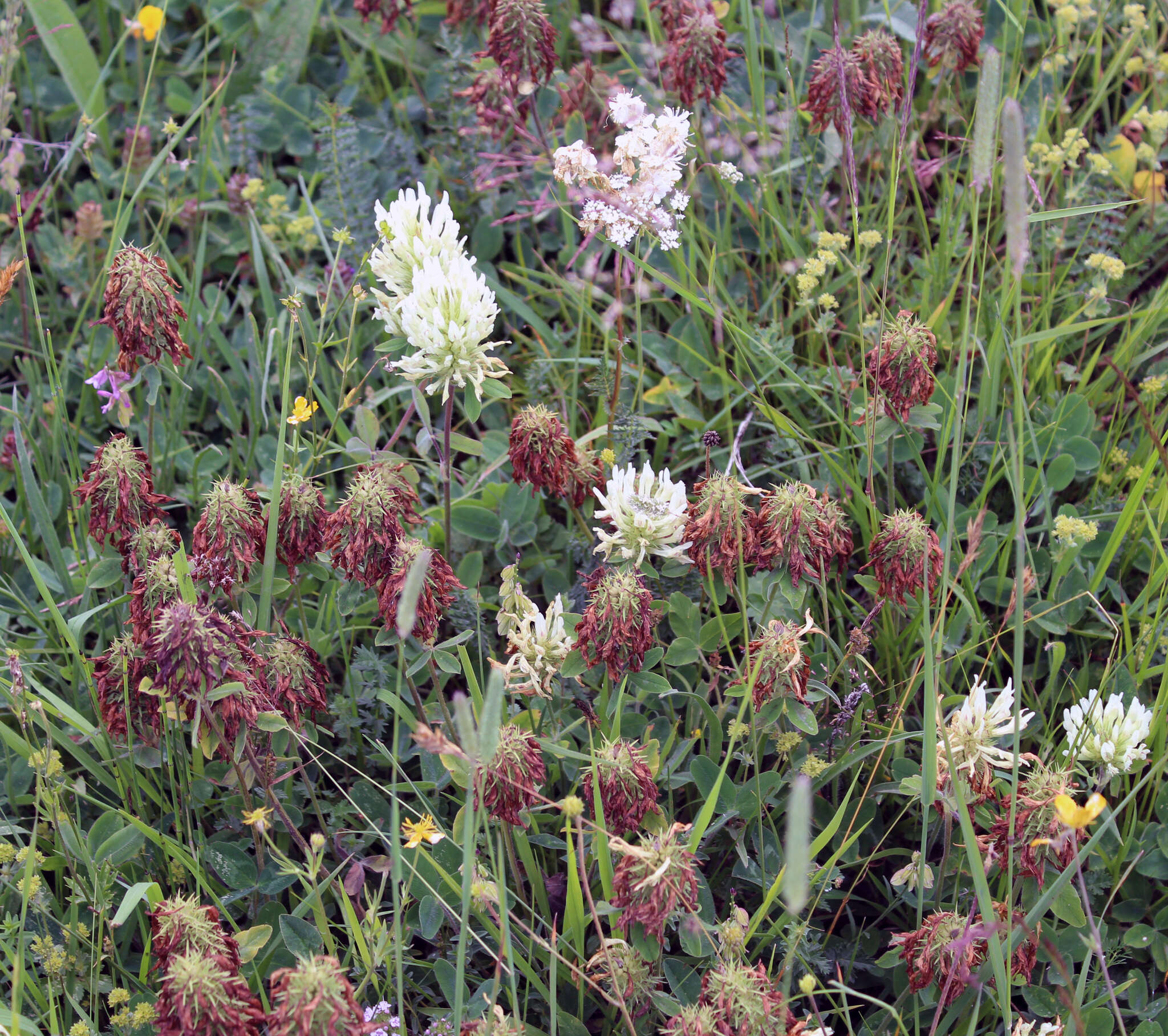 Image de Trifolium canescens Willd.