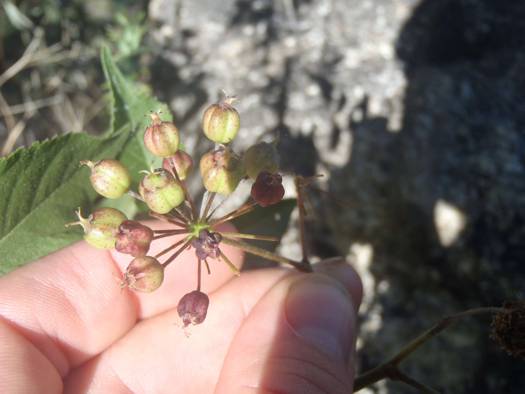 Image de Aralia humilis Cav.