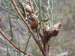 Imagem de Hakea macrorrhyncha W. R. Barker