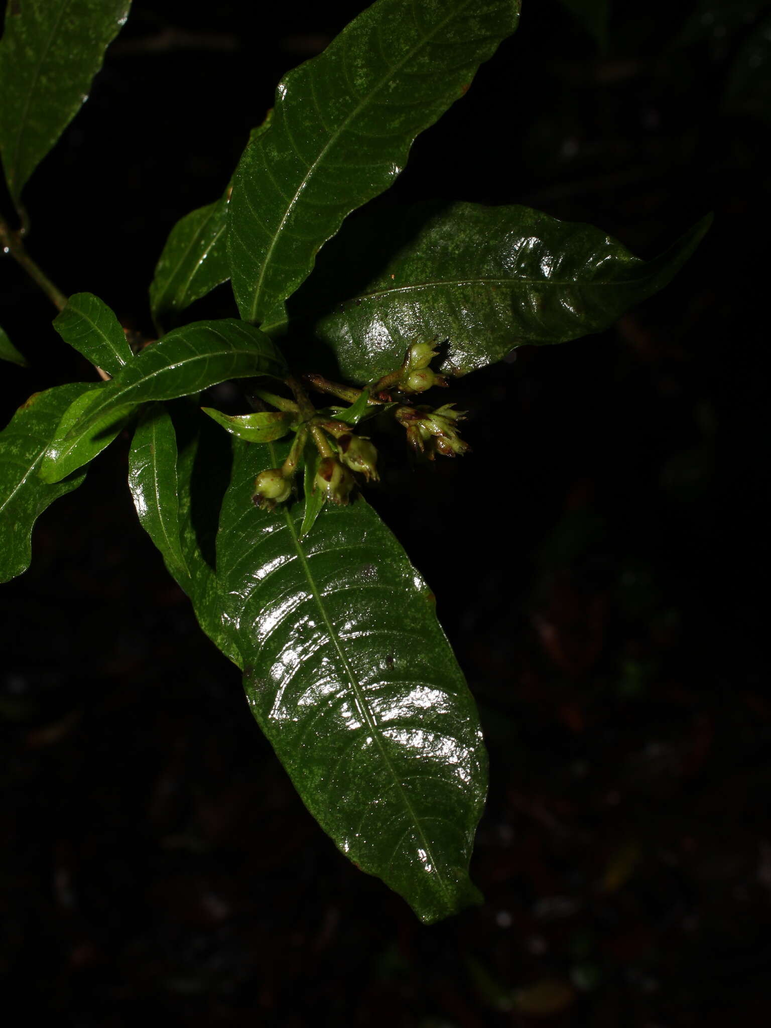 Image of Palicourea hazenii subsp. centroamericana