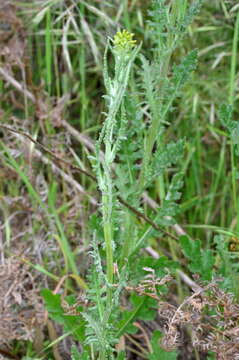 Image of Senecio glomeratus