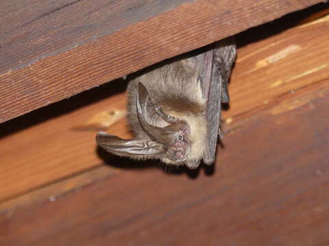 Image of Ozark big-eared bat