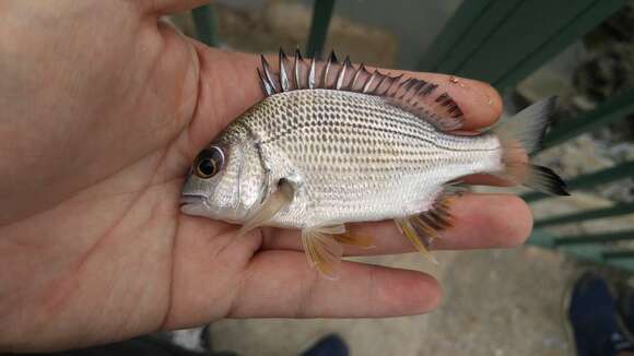 Image of Okinawan yellow-fin seabream