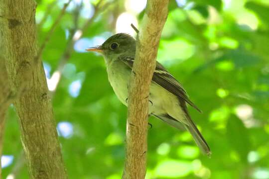 Image of Yellow-bellied Flycatcher