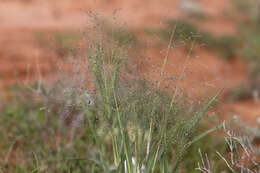 Imagem de Panicum decompositum R. Br.