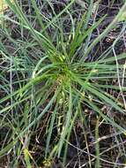 Image de Stylidium elongatum Benth.