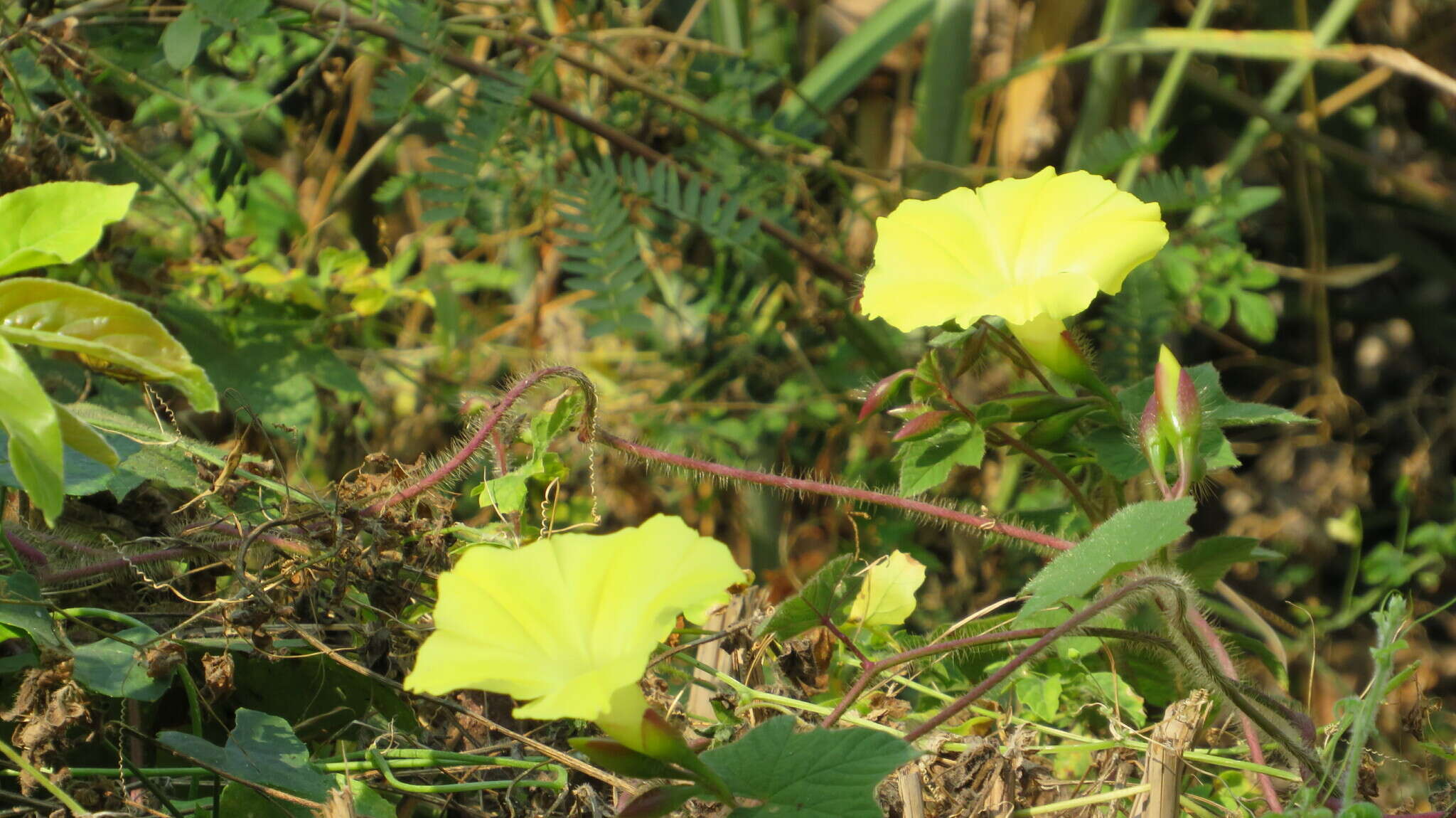 Image of Camonea vitifolia (Burm. fil.) A. R. Simões & Staples