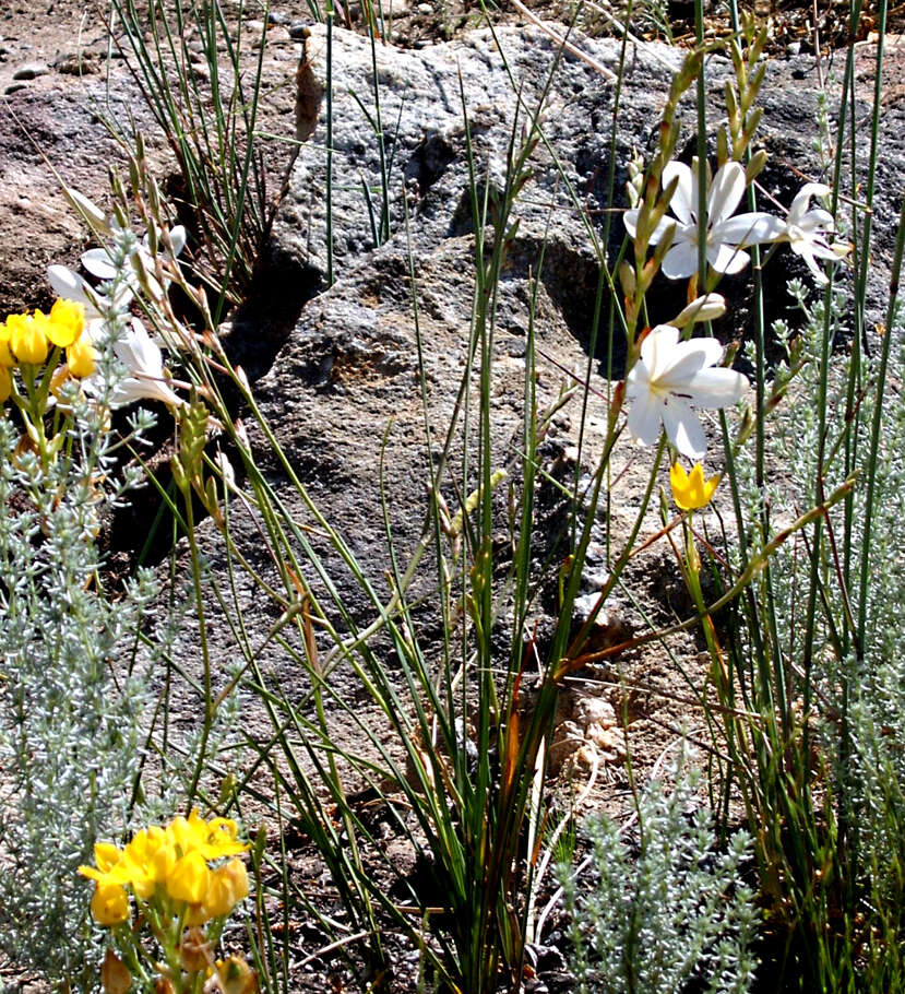 Image of Tritonia bakeri subsp. bakeri