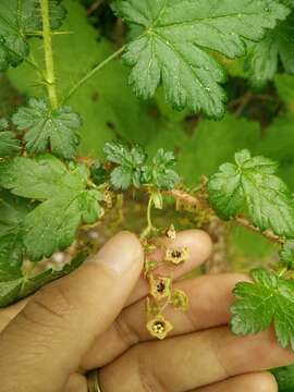 Image of prickly currant