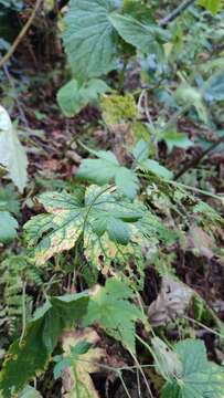 Image of Geranium gracile Ledeb. ex Nordm.