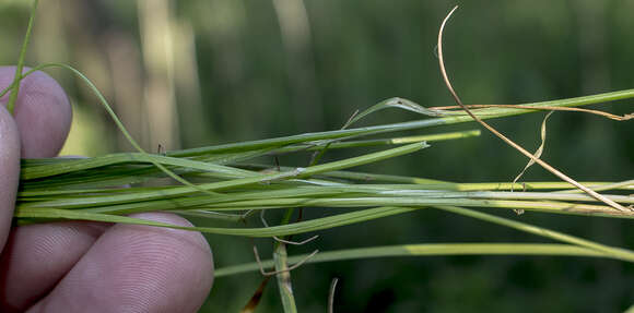 Image of rosy sedge