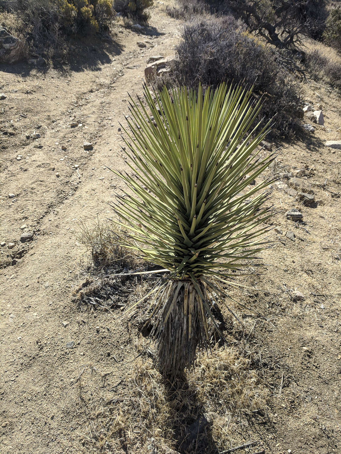 Слика од Yucca brevifolia var. brevifolia