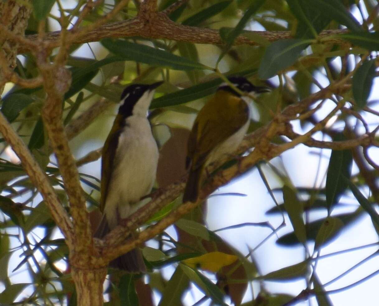 Image of White-throated Honeyeater