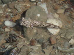 Image of Takita&#39;s mudskipper