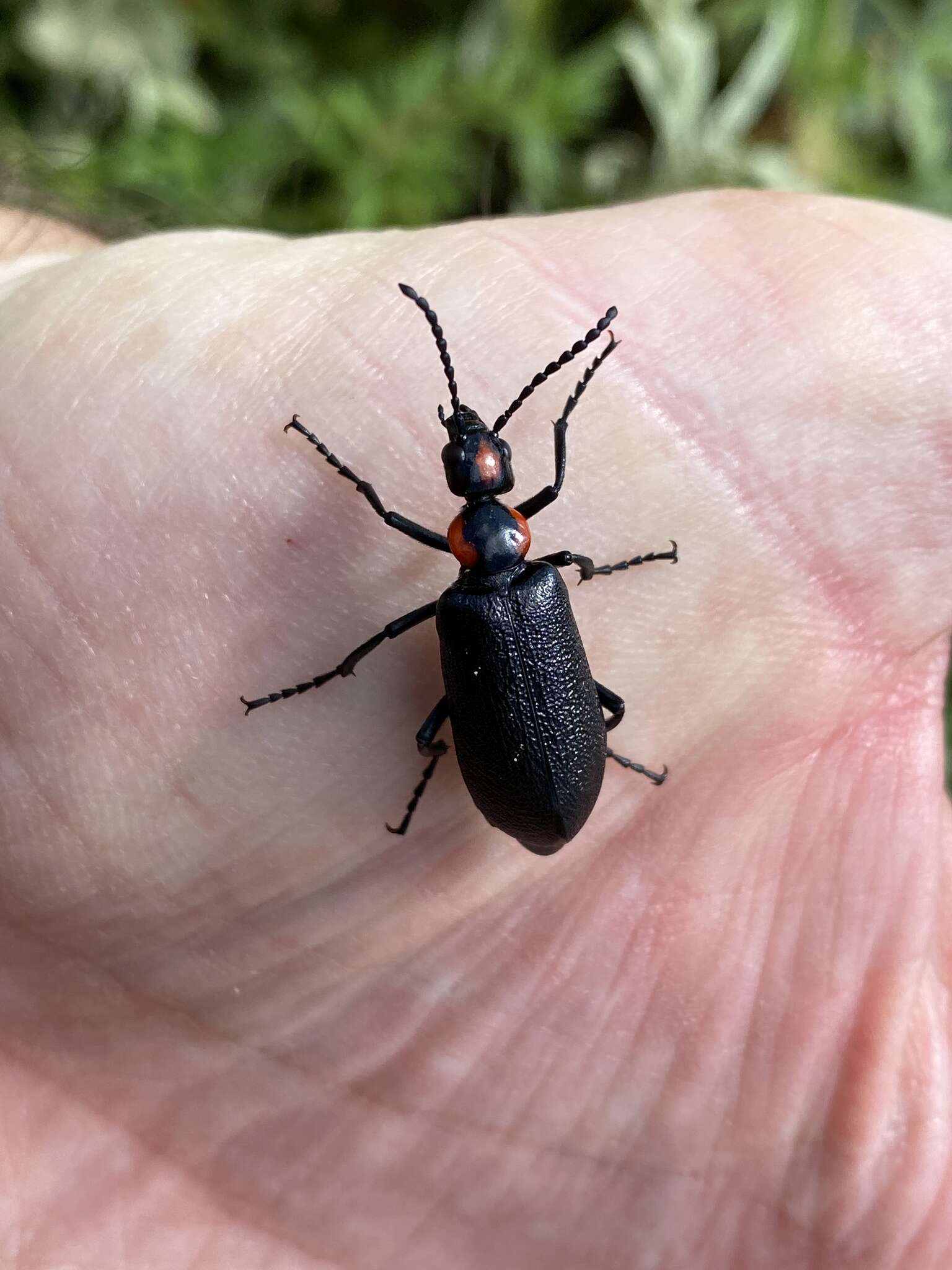 Imagem de Lytta (Paralytta) cribrata Le Conte 1853