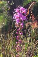 Слика од Liatris spicata var. resinosa (Nutt.) Gaiser