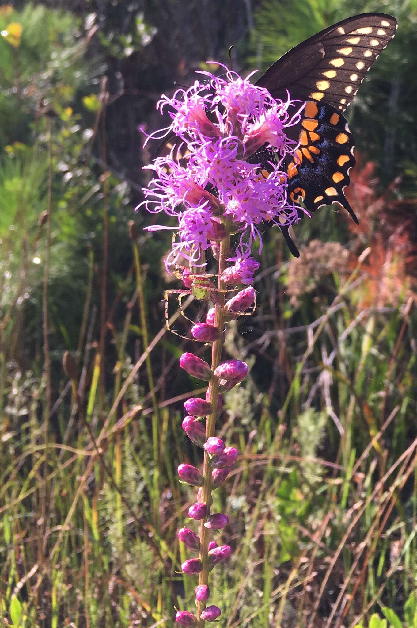 Image of dense blazing star