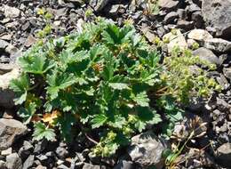 Image of strawberry cinquefoil