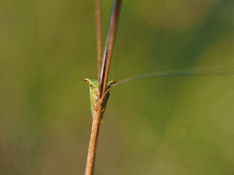 Image of Buffalo treehopper