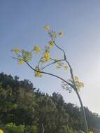 Image of Ferula communis subsp. linkii (Webb) Reduron & Dobignard