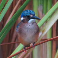 Image de Corythornis cristatus cristatus (Pallas 1764)