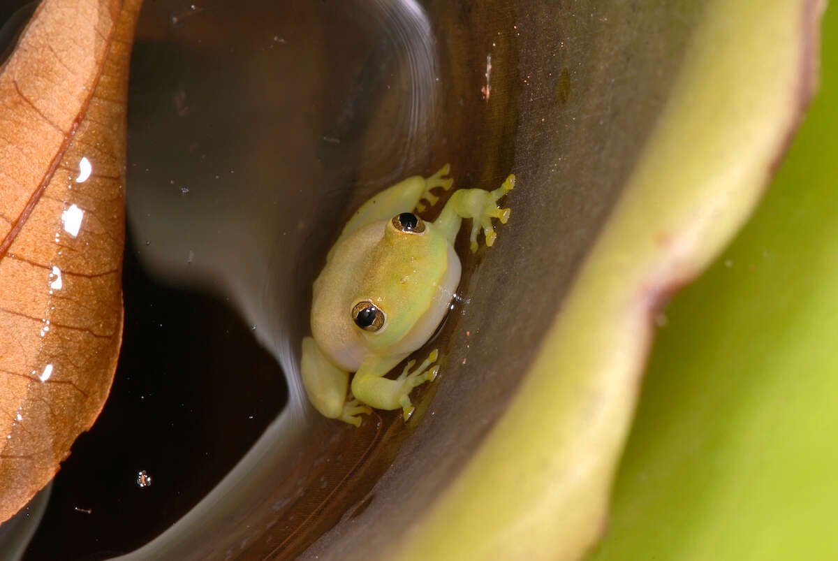 Слика од Phyllodytes luteolus (Wied-Neuwied 1821)