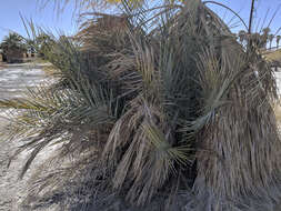 Image of date palm