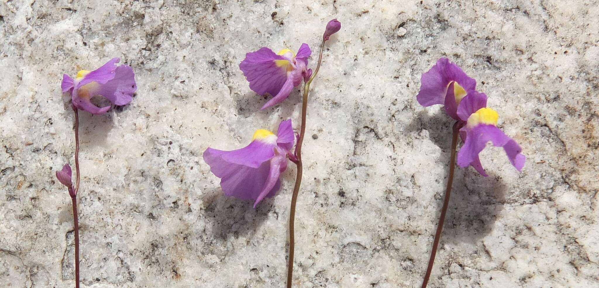 Image of Utricularia welwitschii Oliv.