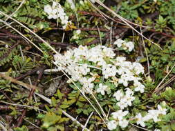 Image of Pimelea prostrata subsp. vulcanica C. J. Burrows