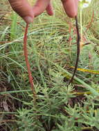 Image of Mandevilla petraea (A. St.-Hil.) Pichon