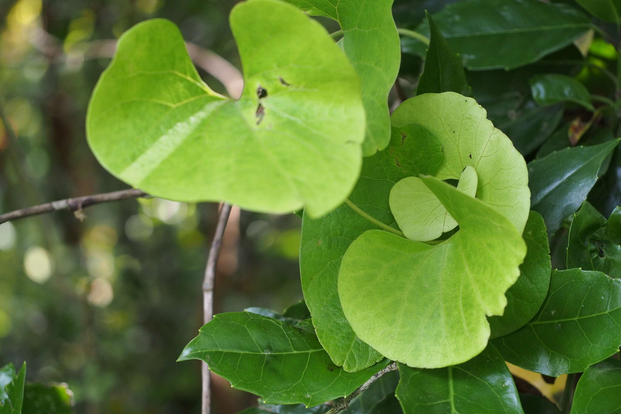 Plancia ëd Aristolochia kaempferi Willd.