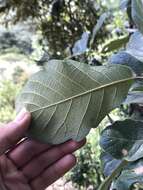 Image of Quercus obtusata Bonpl.