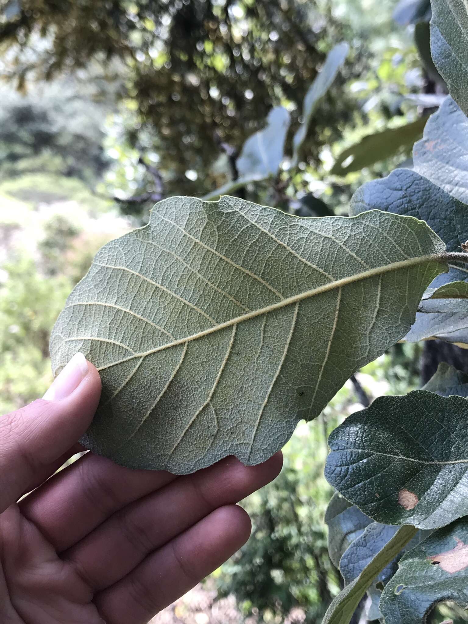 Image of Quercus obtusata Bonpl.