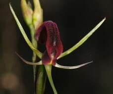 Image of Small tongue orchid