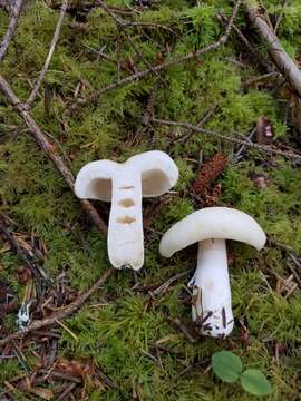 Image of Russula crassotunicata Singer 1938