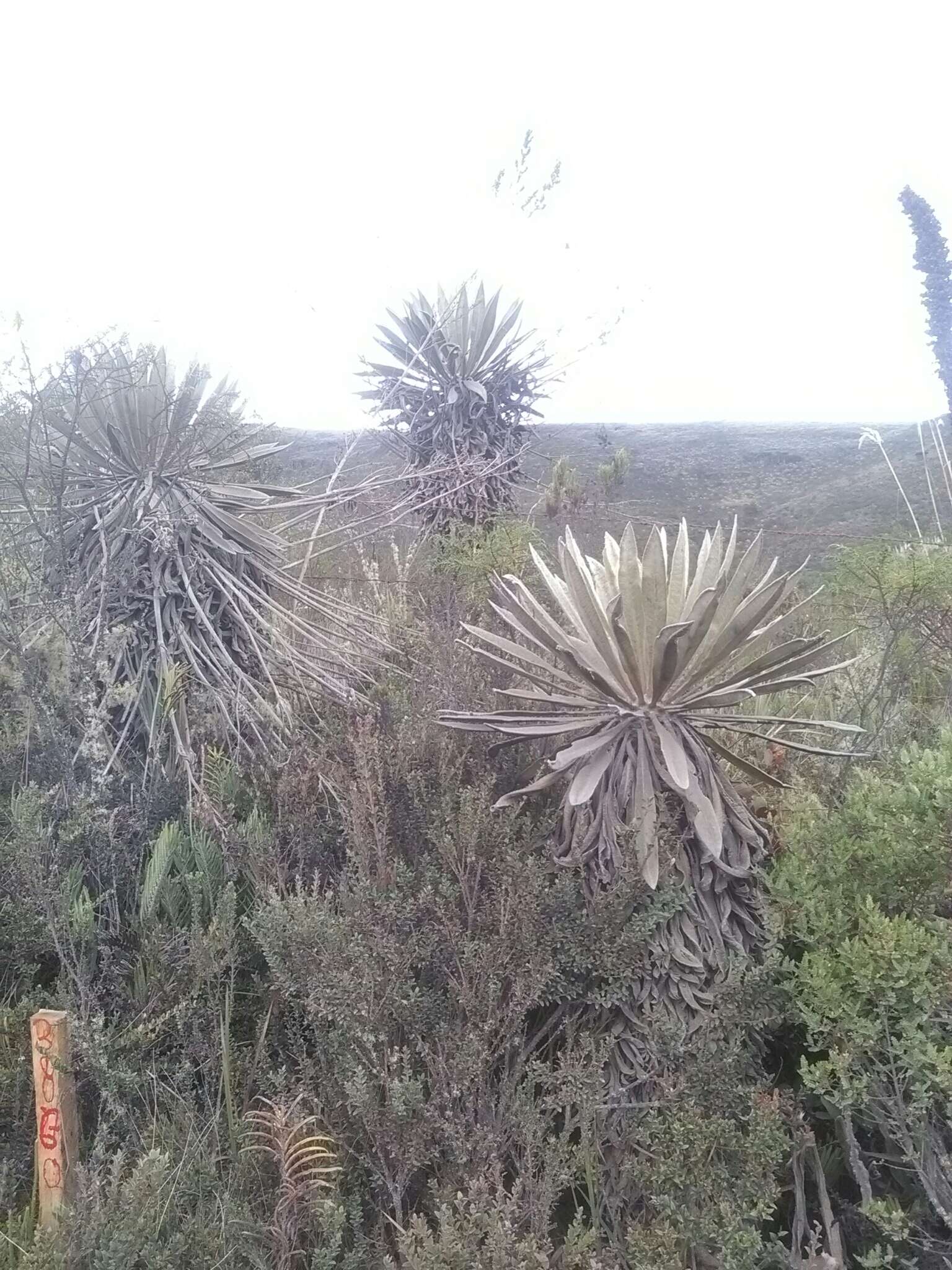 Image of Espeletia grandiflora Humb. & Bonpl.