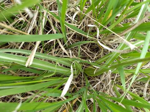 Image of prairie false dandelion