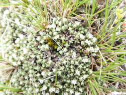 صورة Pimelea sericeovillosa subsp. pulvinaris (C. J. Burrows) C. J. Burrows