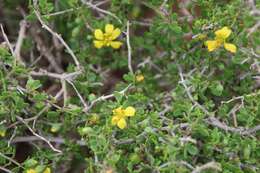 Image of Roepera lichtensteiniana (Cham.) Beier & Thulin