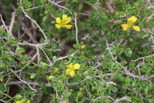 Image of Roepera lichtensteiniana (Cham.) Beier & Thulin