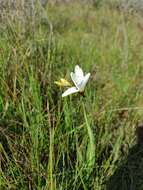 Image of Sparaxis grandiflora subsp. fimbriata (Lam.) Goldblatt