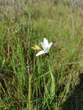 Image of Sparaxis grandiflora subsp. fimbriata (Lam.) Goldblatt