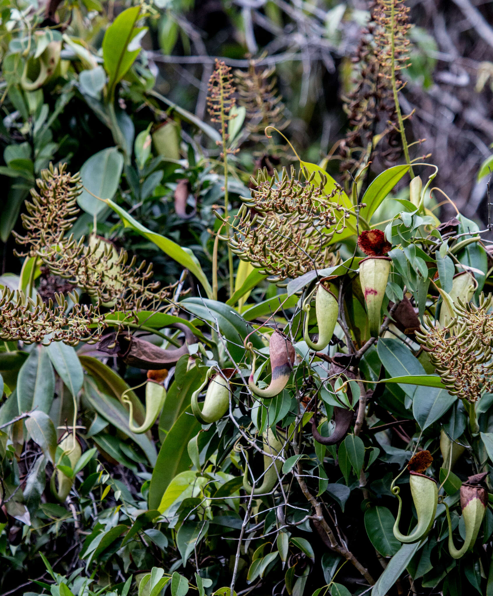 Imagem de Nepenthes treubiana Warb.