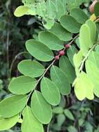 Image of Breynia vitis-idaea (Burm. fil.) C. E. C. Fisch.