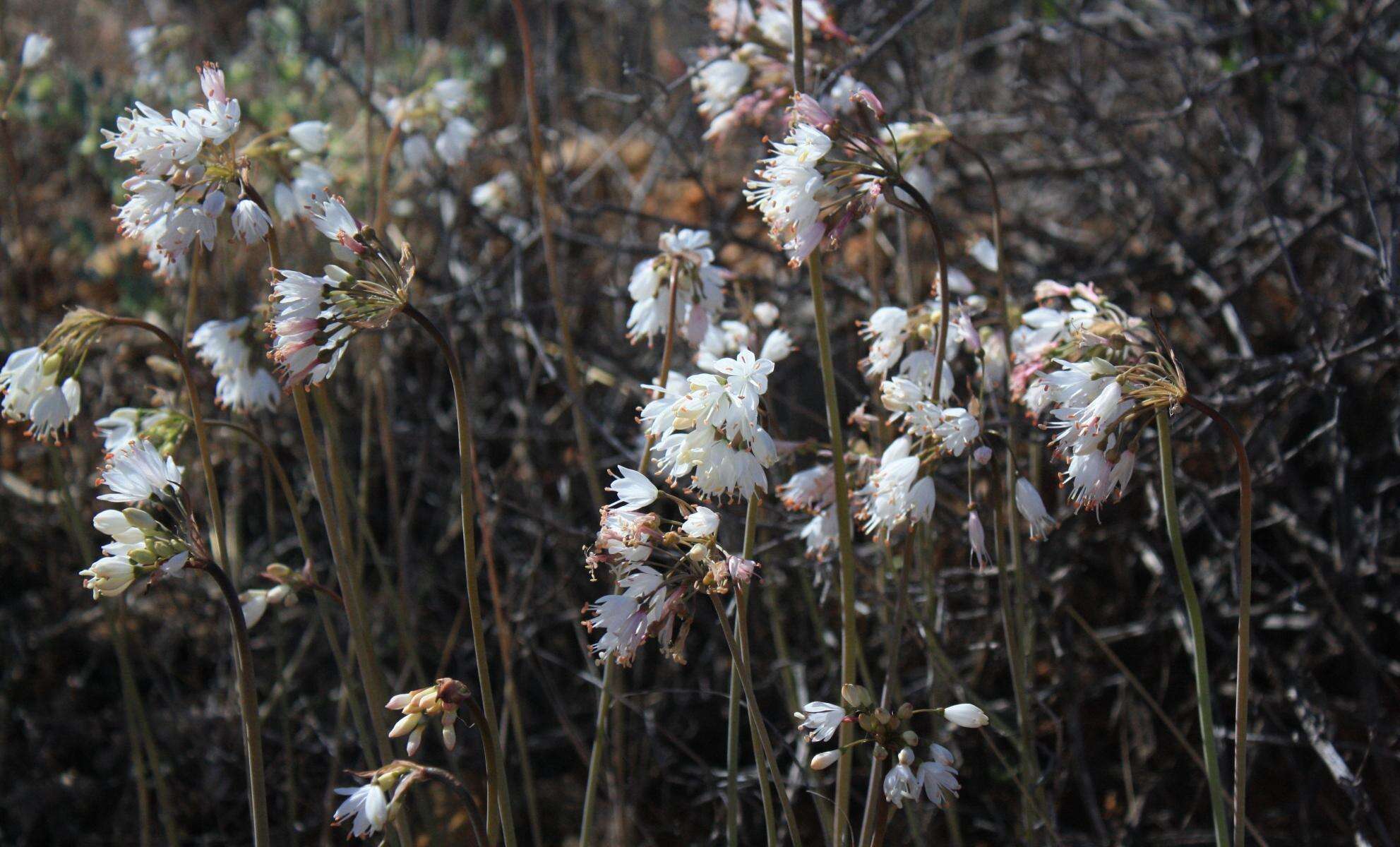 Image of Strumaria truncata Jacq.