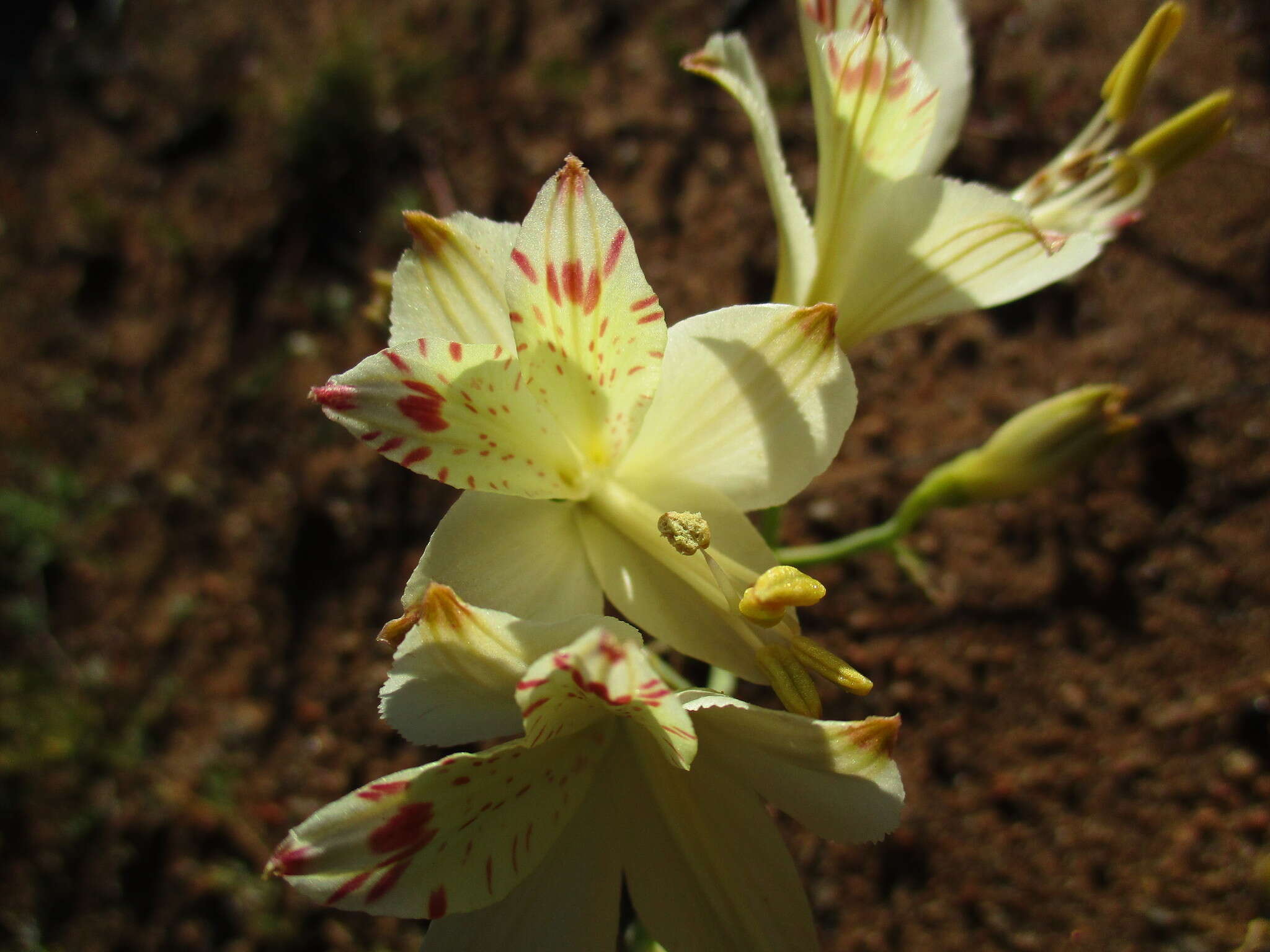 Image of Alstroemeria diluta Ehr. Bayer