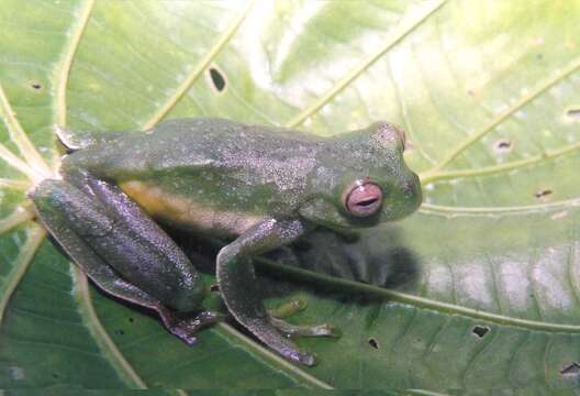 صورة Hyloscirtus palmeri (Boulenger 1908)