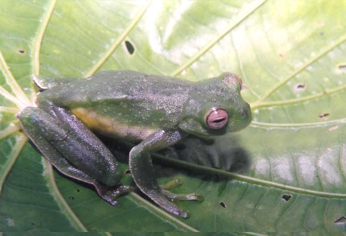 Hyloscirtus palmeri (Boulenger 1908)的圖片